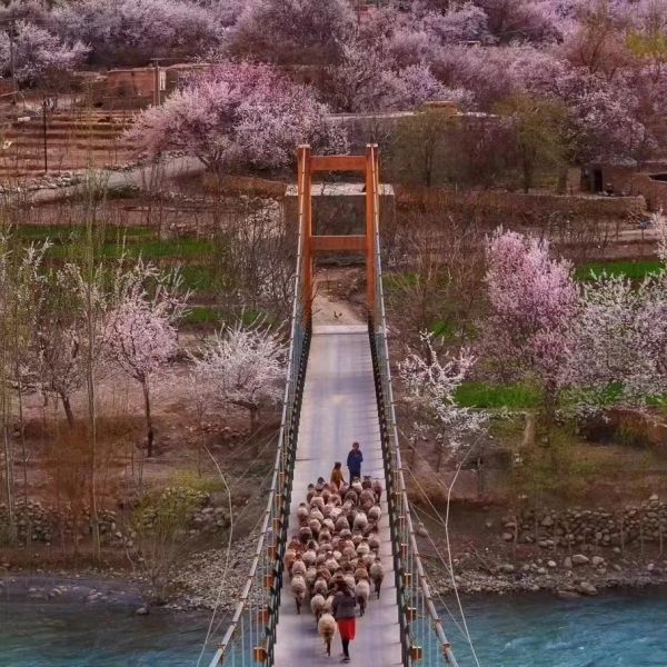 2024新疆旅游南疆喀什赏花杏花攻略