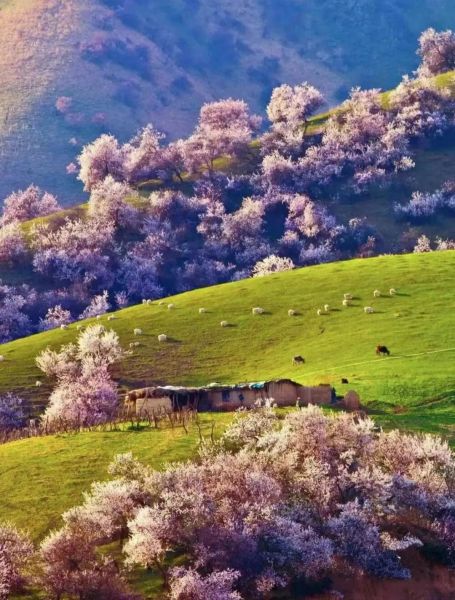 新疆旅行/伊犁杏花游旅游拼车捡人组队贴