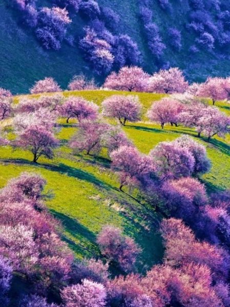 2024新疆伊犁杏花谷的旅游攻略，杏花沟伊犁旅游,