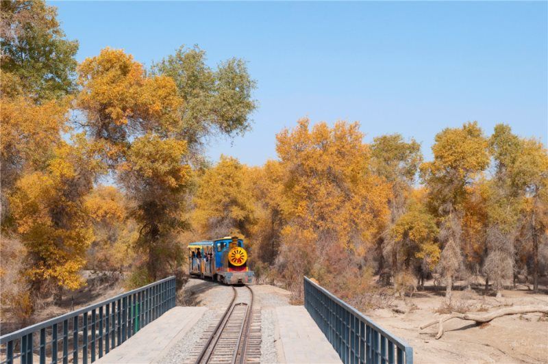 塔里木胡杨林公园