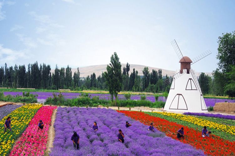 解忧公主薰衣草园