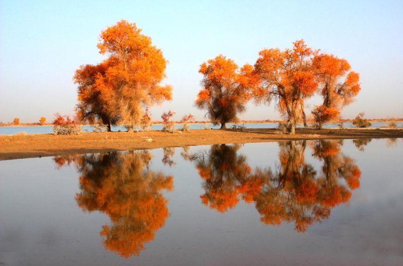 沙雅胡杨林自然公园