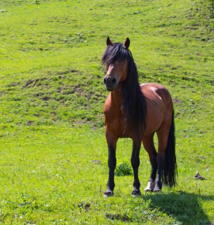新疆旅游伊犁独库小环线赛里木湖喀拉峻草原沙漠5日游